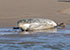 Seals in the Wild