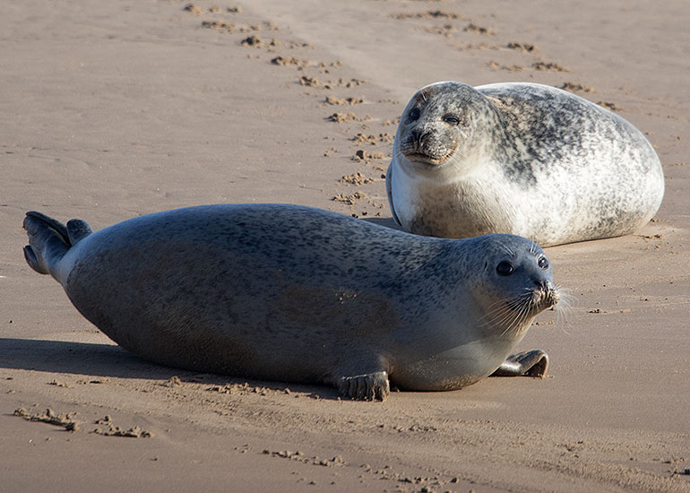 Seals in the Wild