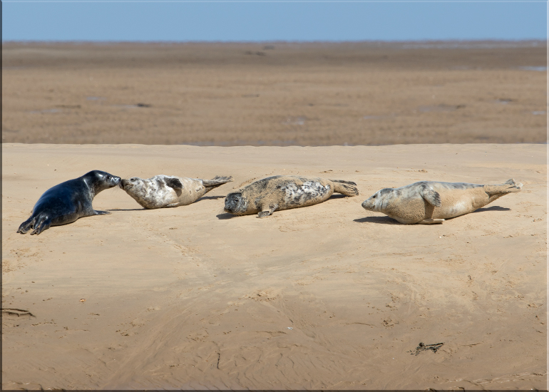 Seals in the Wild