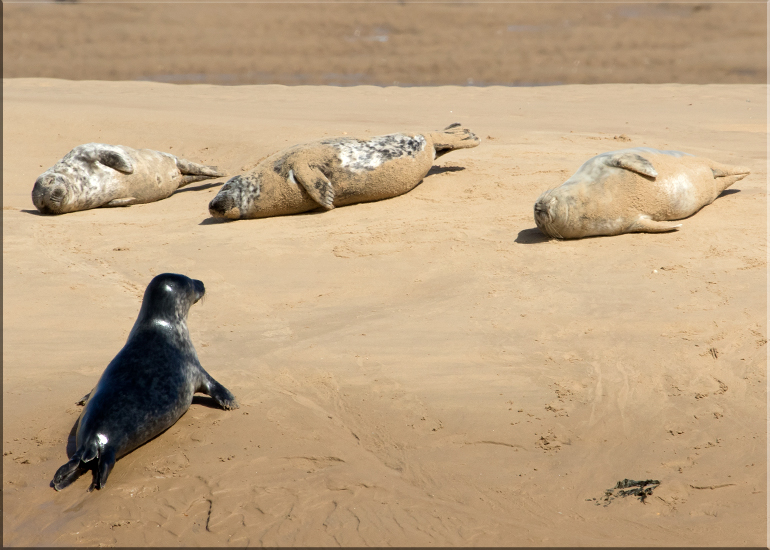 Seals in the Wild