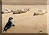 Seals in the Wild