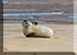 Seals in the Wild