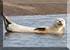Seals in the Wild