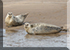 Seals in the Wild