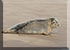 Seals in the Wild
