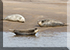 Seals in the Wild