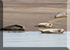 Seals in the Wild