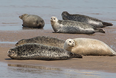 Seals in the Wild on 12th May 2018