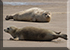 Seals in the Wild