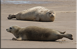 Seals in the Wild