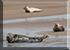Seals in the Wild