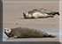 Seals in the Wild