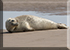 Seals in the Wild