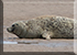 Seals in the Wild