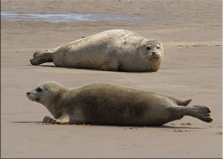 Seals in the Wild