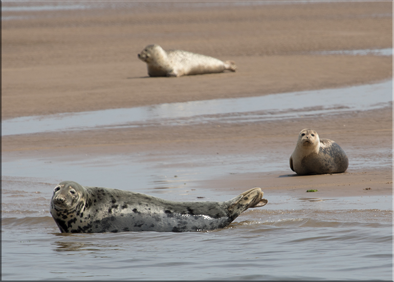 Seals in the Wild