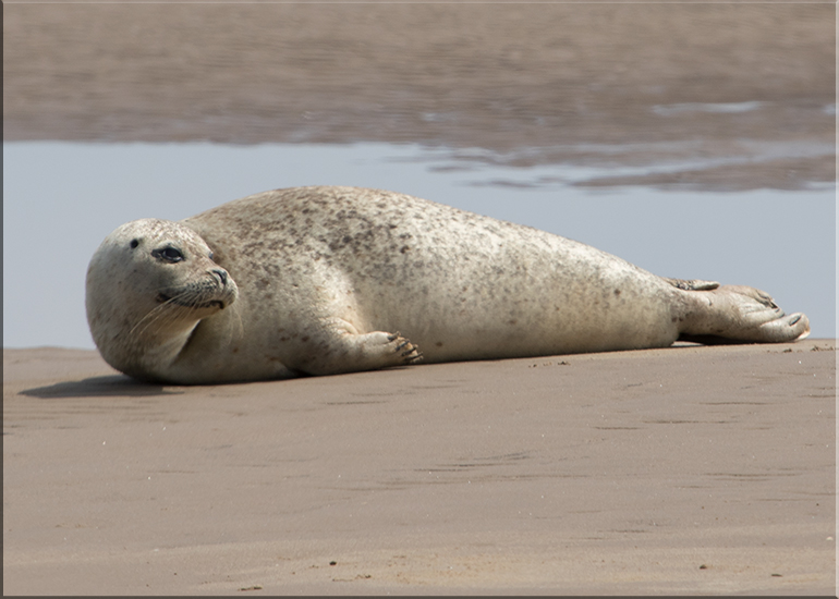 Seals in the Wild