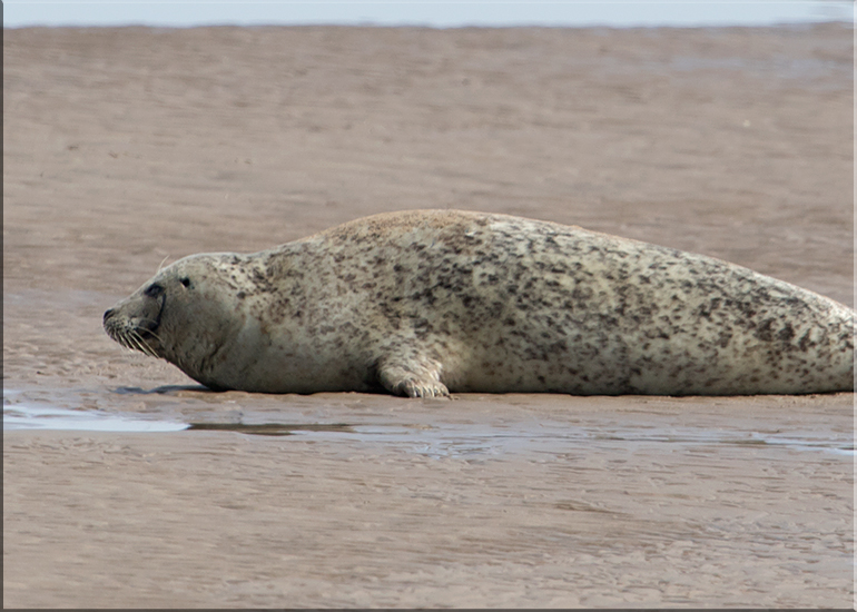 Seals in the Wild
