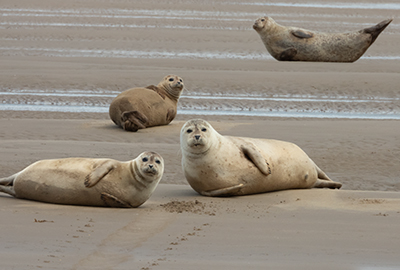 Seals in the Wild on 14th July 2019