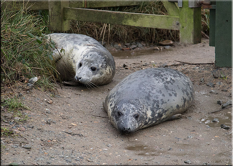 Norfolk Seals in the Wild - December 2015