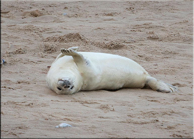 Norfolk Seals in the Wild - December 2015