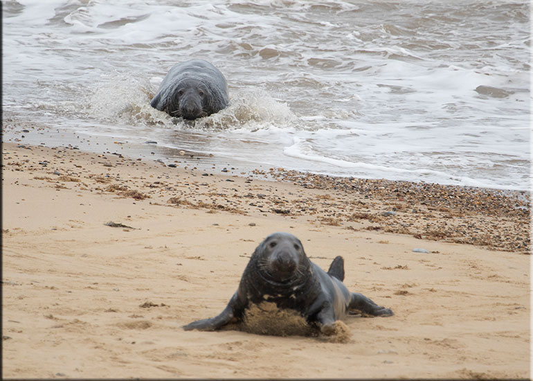 Norfolk Seals in the Wild - December 2015