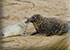 Seals in the Wild