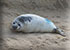Seals in the Wild
