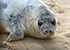 Seals in the Wild