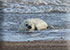 Seals in the Wild