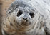 Seals in the Wild