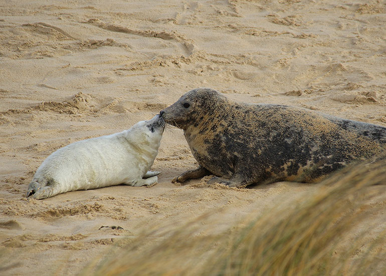 Seals in the Wild