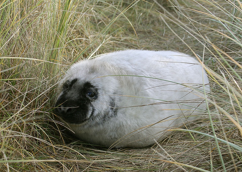 Seals in the Wild