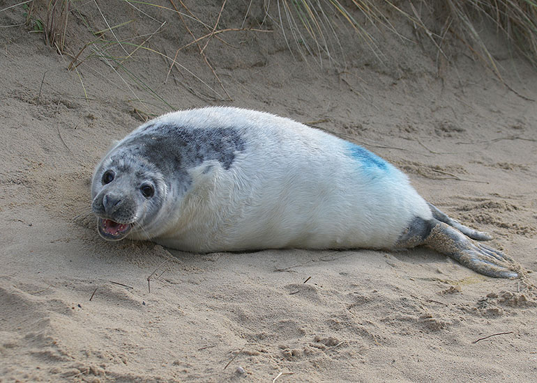 Seals in the Wild