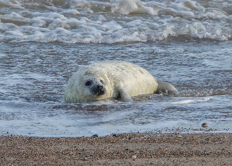 Seals in the Wild