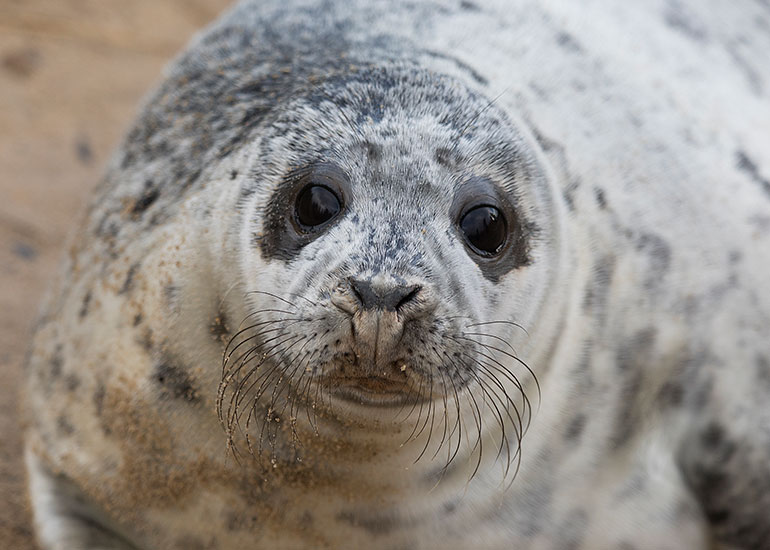 Seals in the Wild