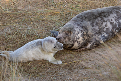 Seals in the Wild in December 2020