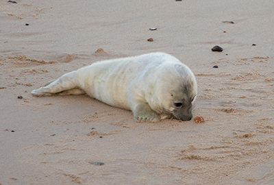 Seals in the Wild in December 2020