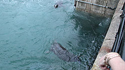 Seals in the Wild