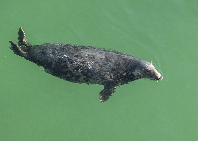 Seals in the Wild