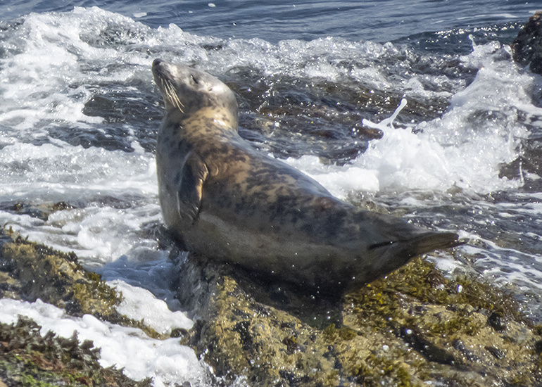 Seals in the Wild