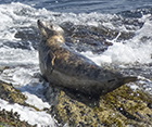 Seals in the Wild - St Ives Bay