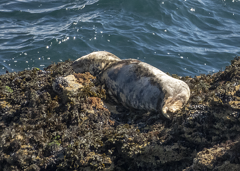 Seals in the Wild