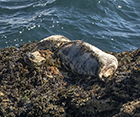 Seals in the Wild - St Ives Bay