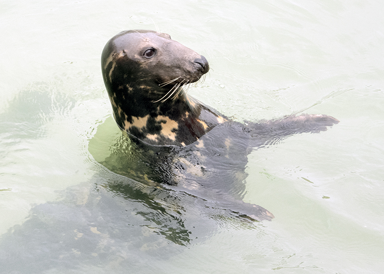 Seals in the Wild