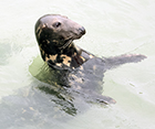 Trunk - Newquay Harbour