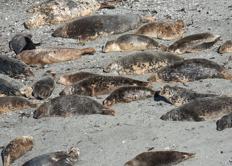 Seals in the Wild