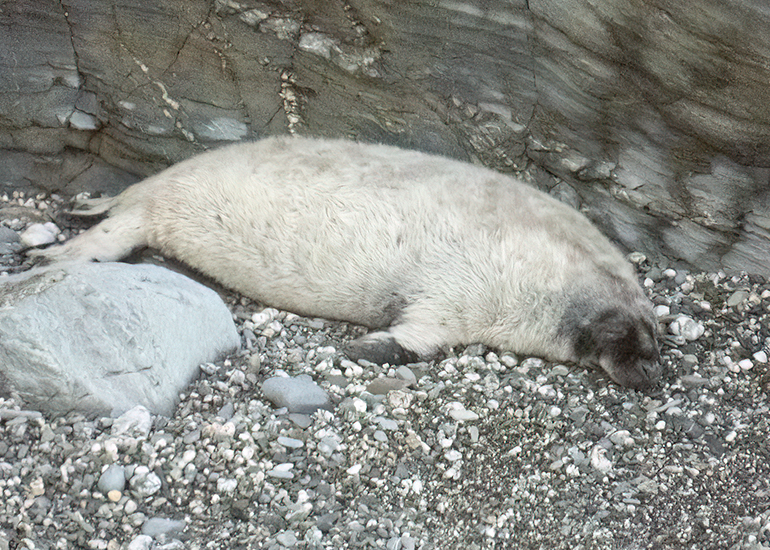 Seals in the Wild
