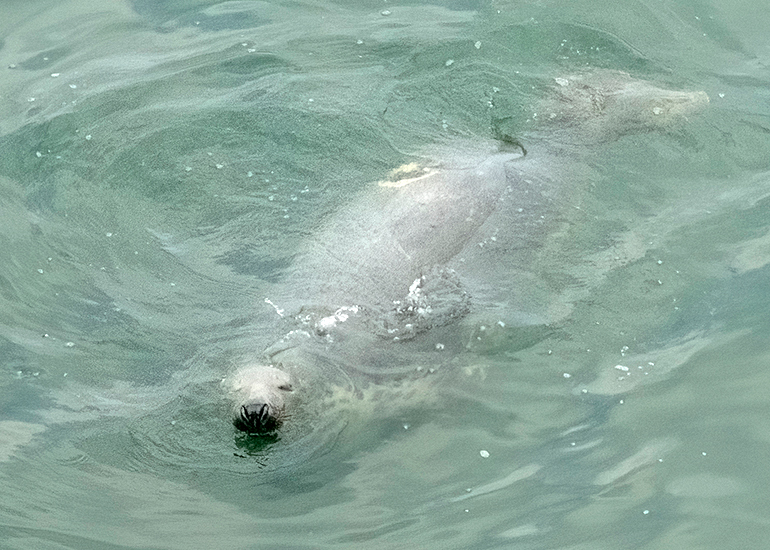 Seals in the Wild