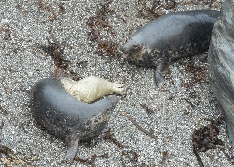 Seals in the Wild